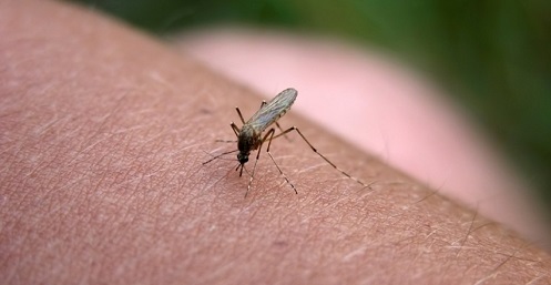 Mosquitos y niños, cómo evitar las picaduras